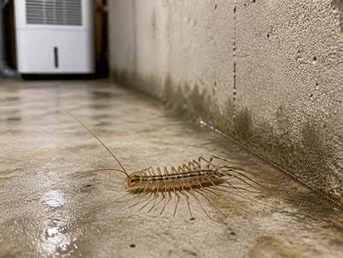Single house centipede in a damp unfinished basement corner — why centipedes live in basements