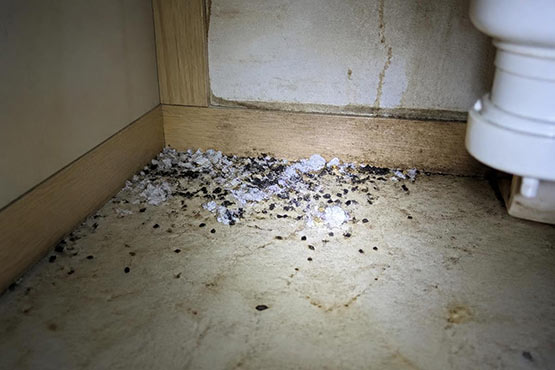 Mouse droppings and shredded paper nesting debris in the back corner of a kitchen cabinet