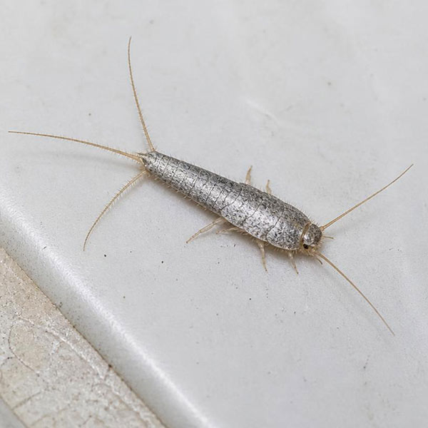 Silverfish on a white bathroom tile floor in a Toronto home, showing its silvery-grey tapered body, long antennae and three tail bristles