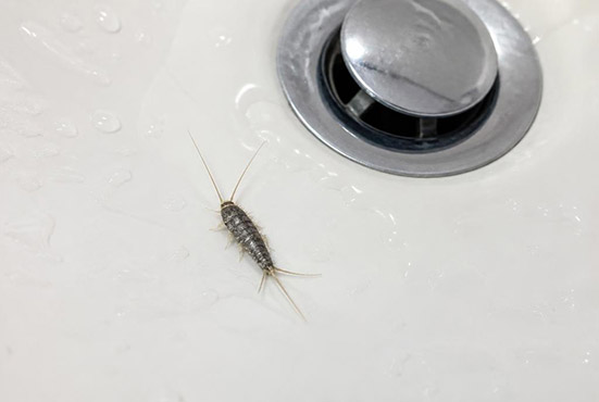 Silverfish trapped in a white bathroom sink basin near the drain — a common sighting in humid Toronto bathrooms