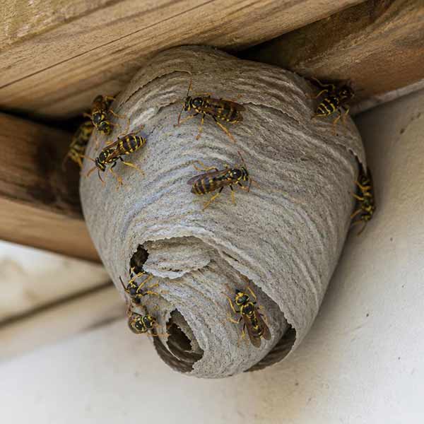 Wasp Nest Removal Cost in Toronto: Yellowjackets, Hornets & Carpenter Bees