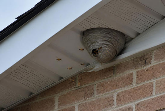 Yellowjacket nest attached to a home's soffit and eaves, a common nesting spot in GTA houses