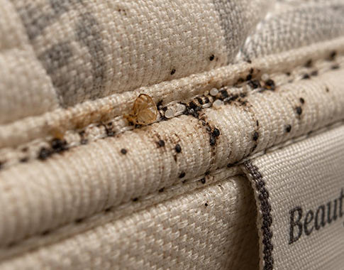 Early signs of bed bugs: black fecal spots, shed skins and eggs along a mattress seam
