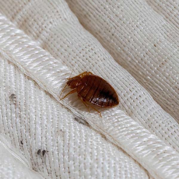 Close-up of an adult bed bug on a mattress seam