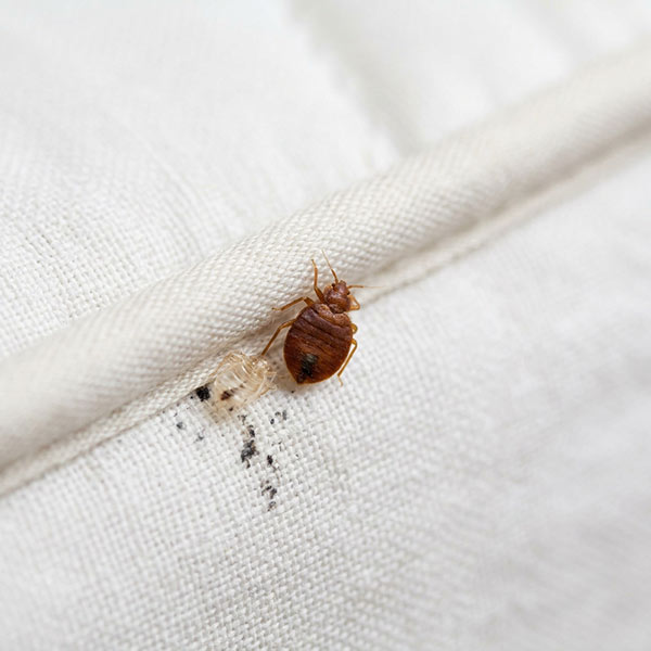 Adult bed bug with fecal spots and shed skin on a mattress seam