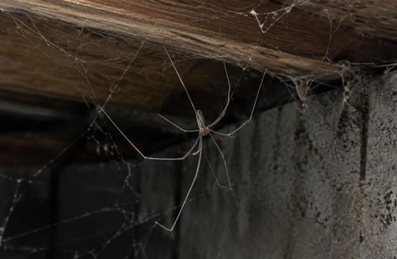 Cellar spider with long thin legs on a web in a dark Toronto basement corner