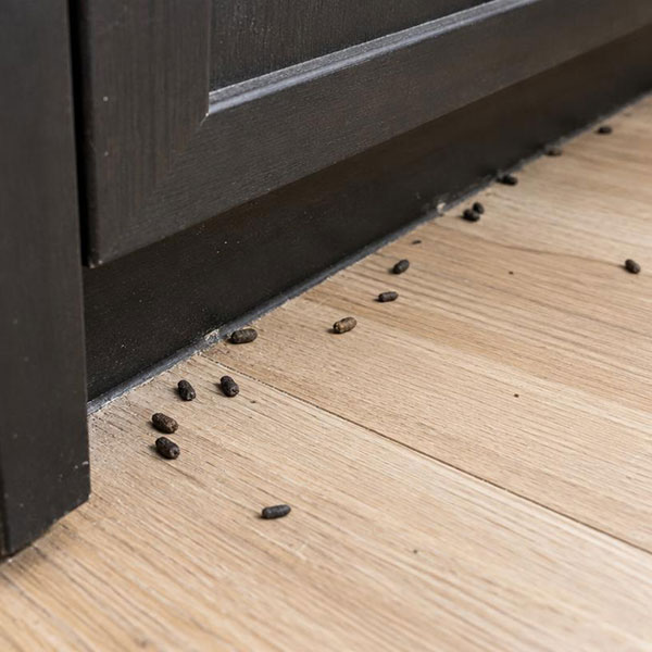 Mouse droppings scattered along the base of a kitchen cabinet on a hardwood floor