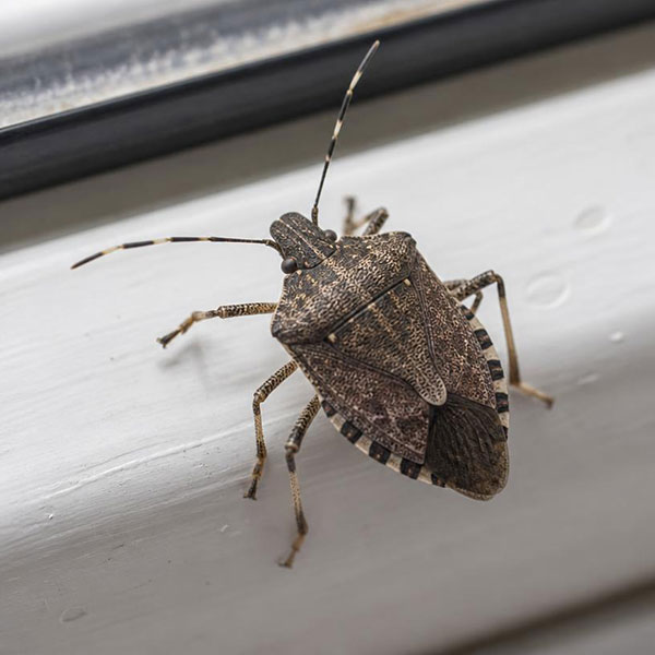 Close-up of a brown marmorated stink bug on a white window sill in Ontario