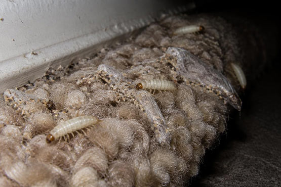 Creamy-white clothes moth larvae with silken webbing and frass on a wool carpet edge near a baseboard