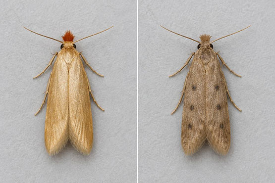 Side-by-side comparison of a webbing clothes moth (plain golden wings) and a casemaking clothes moth (duller wings with dark spots)