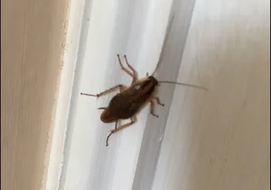 Finding The Best Cockroach Exterminator Toronto Has to Offer